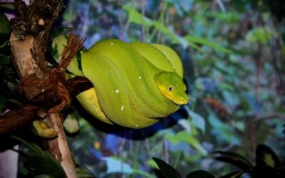 Cómo Construir un Modelo de Detección de Fraude con Python