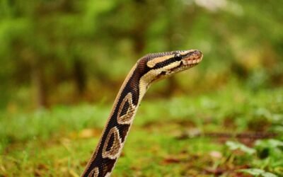 Cómo Usar Python para el Análisis de Redes Sociales