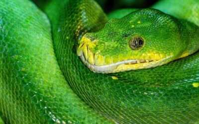 Introducción a la Programación Funcional en Python