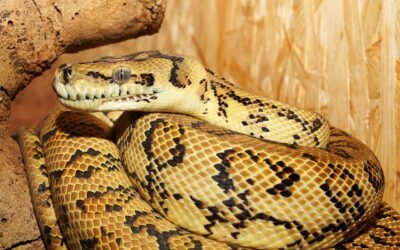 Cómo Implementar un Modelo de Regresión en Python