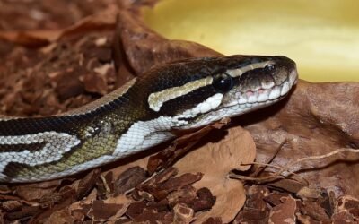 Automatización con Python: Cómo Ahorrar Horas de Trabajo