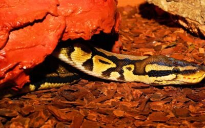 Expresiones Regulares en Python: Domina la Manipulación de Texto
