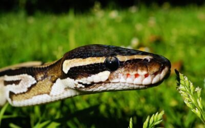 Introducción a la Concurrencia y Paralelismo en Python