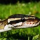 Introducción a la Concurrencia y Paralelismo en Python