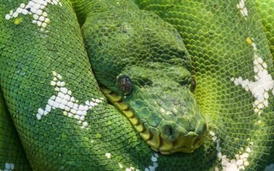 Cómo Hacer Web Scraping con Selenium en Python