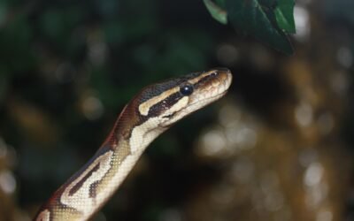 Gráficos en Python: Cómo Visualizar Datos con Matplotlib y Seaborn