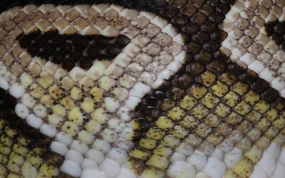 Segmentación de Clientes con Python y Machine Learning