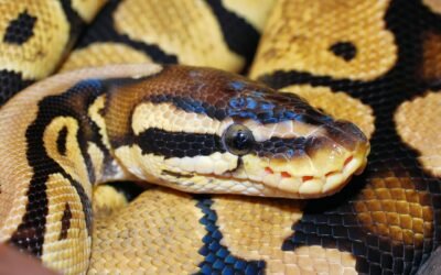 Cómo Crear APIs en Python con Flask