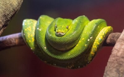 Cómo Crear una Aplicación con Python y Streamlit