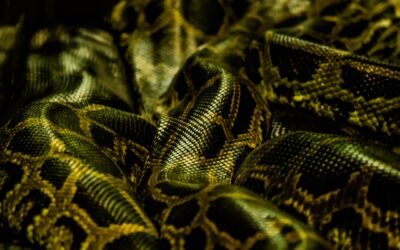 Programación Orientada a Objetos en Python: Guía Completa