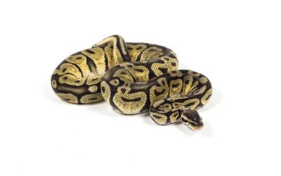 Qué Son las F-Strings en Python y Cómo Pueden Mejorar tu Código