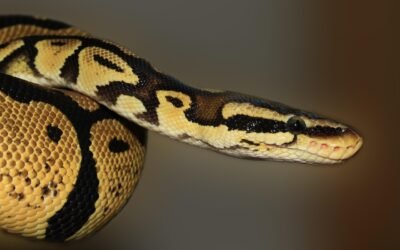 Diccionarios en Python: Todo lo que Necesitas Saber