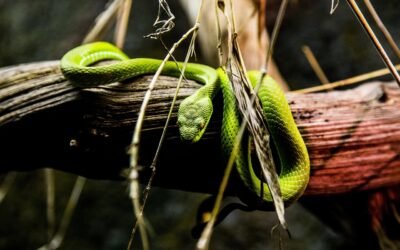 Cómo Trabajar con Listas en Python: Trucos y Consejos