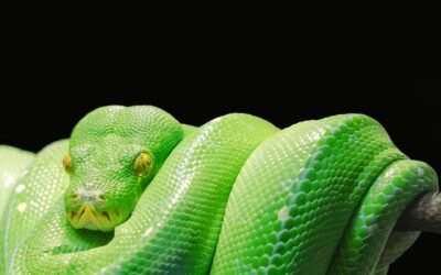 Manejo de Cadenas en Python: Trucos para Manipular Texto