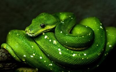 Las 10 Funciones Esenciales de Python que Todo Programador Debe Conocer