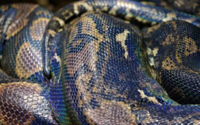 Cómo Trabajar con Bases de Datos en Python con SQLite